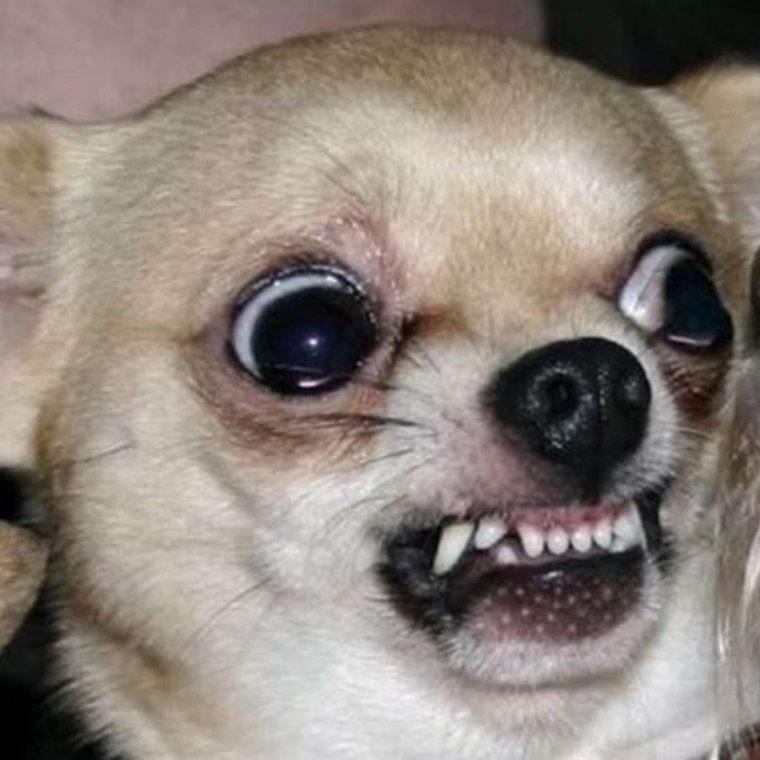 Чихуахуа злится