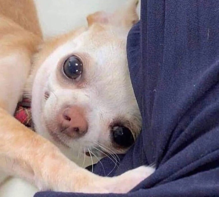 Грустная чихуахуа