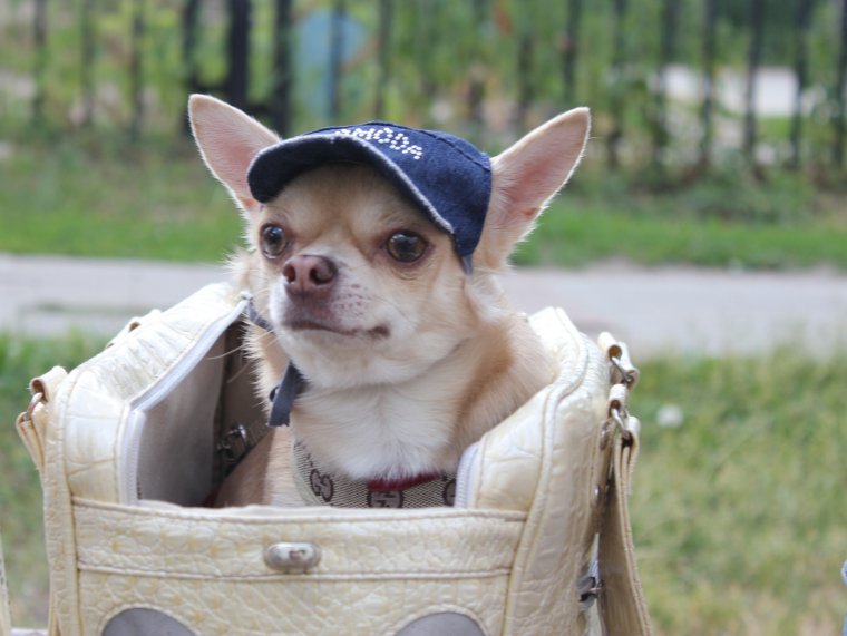 Чихуахуа даун