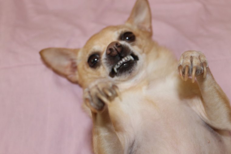 Тупая чихуахуа