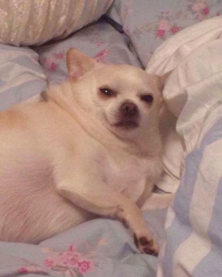 Смешные чихуахуа мемы