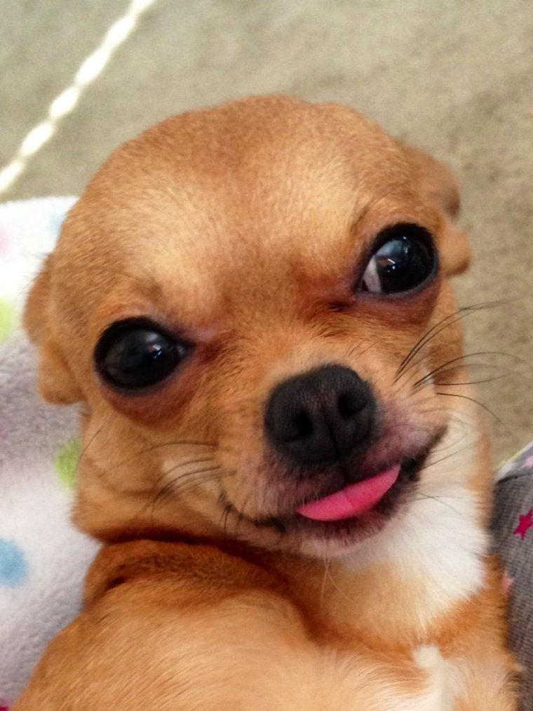 Смешные собачки чихуахуа