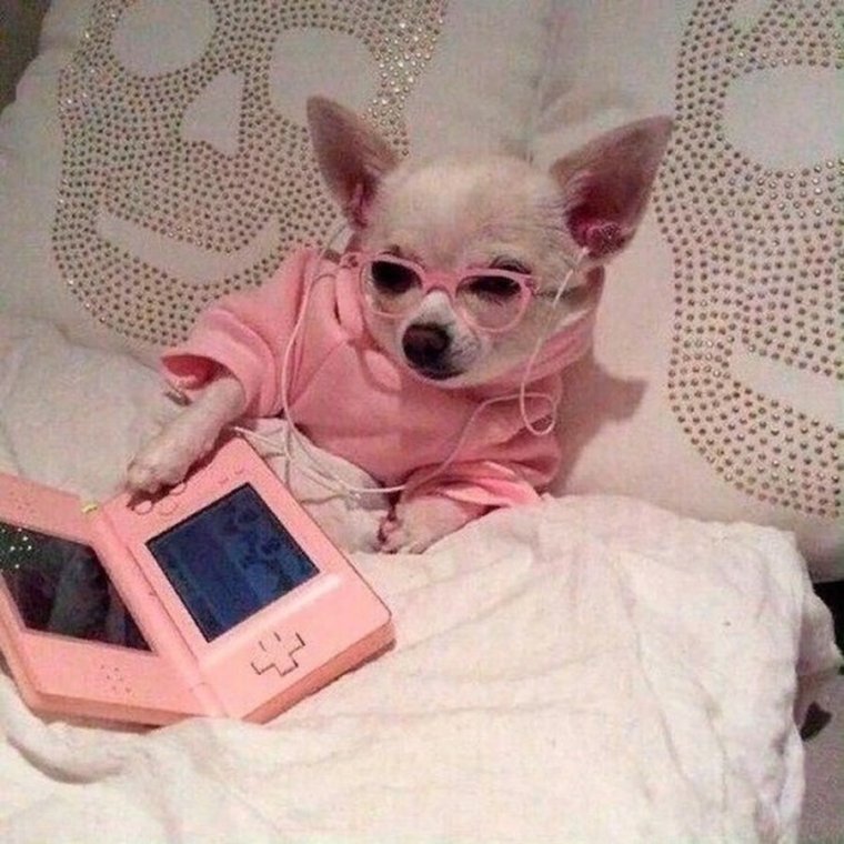 Собака в розовых очках