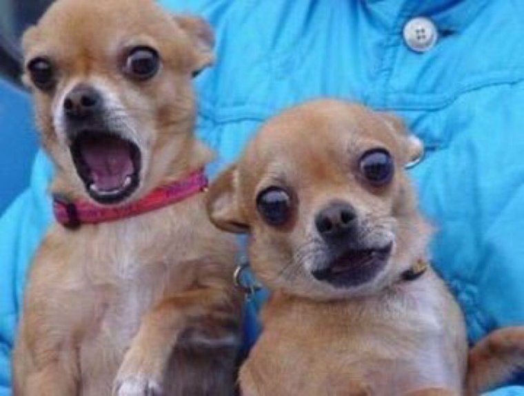 Две чихуахуа смешные