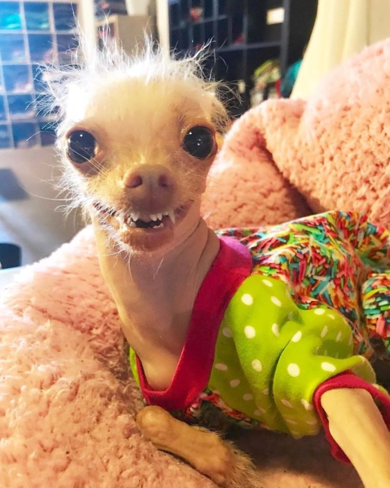 Мемы со зверюшками