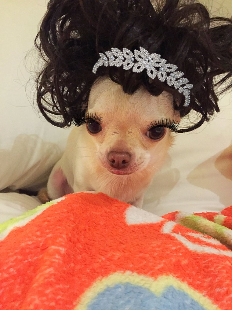 Чихуахуа мемы