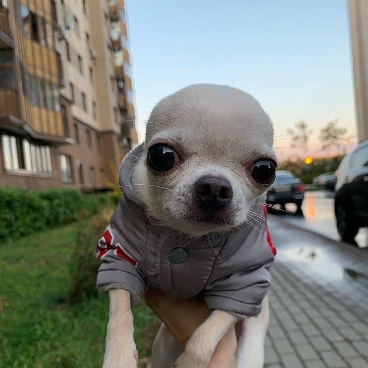 Чихуахуа бо бо