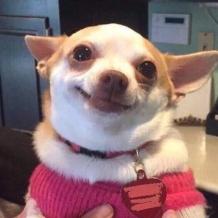 Чихуахуа из мемов