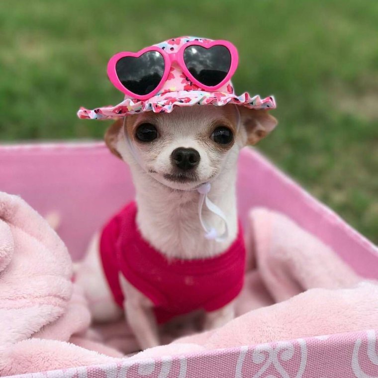 Смешные чихуахуа