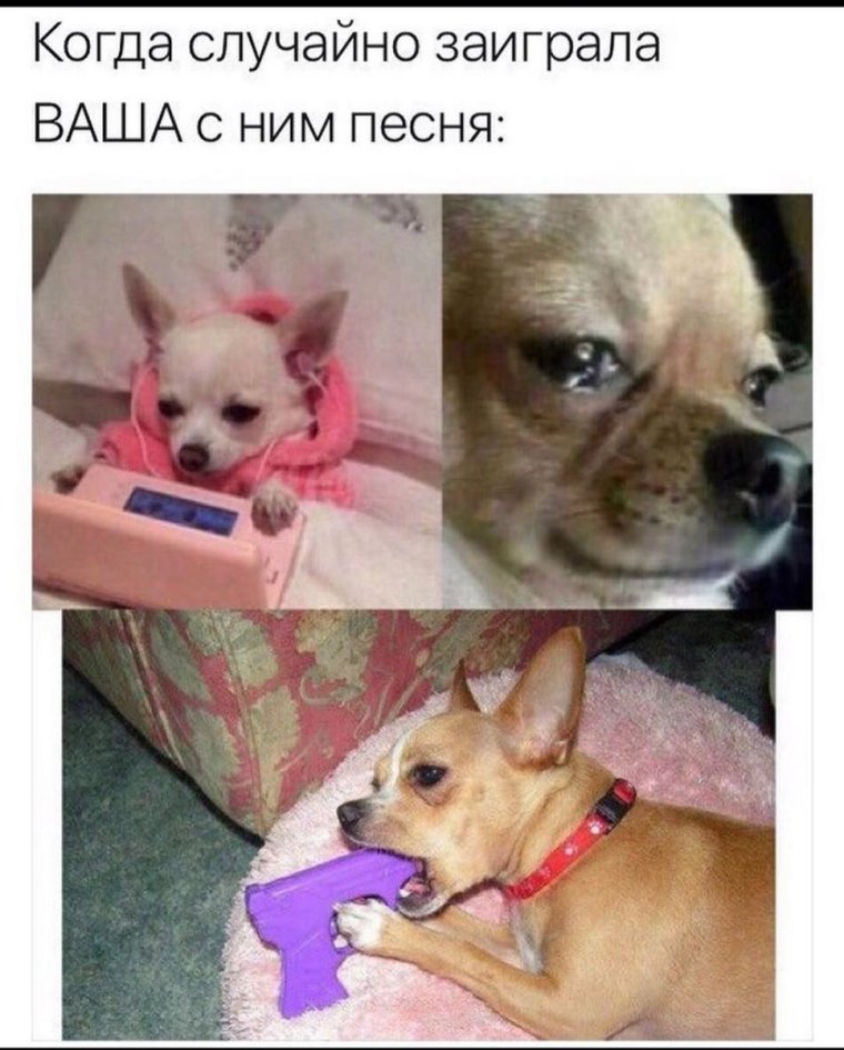 Мемы с чихуахуа с надписями