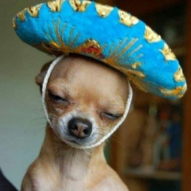 Чихуахуа в Сомбреро
