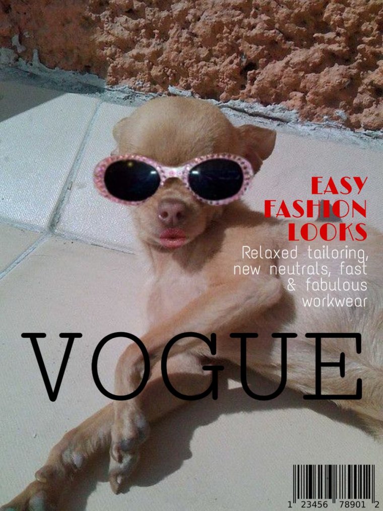 Смешная чихуахуа Мем