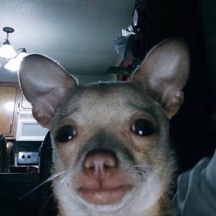 Собака с человеческим лицом Мем