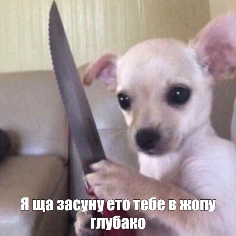 Чихуахуа с ножом