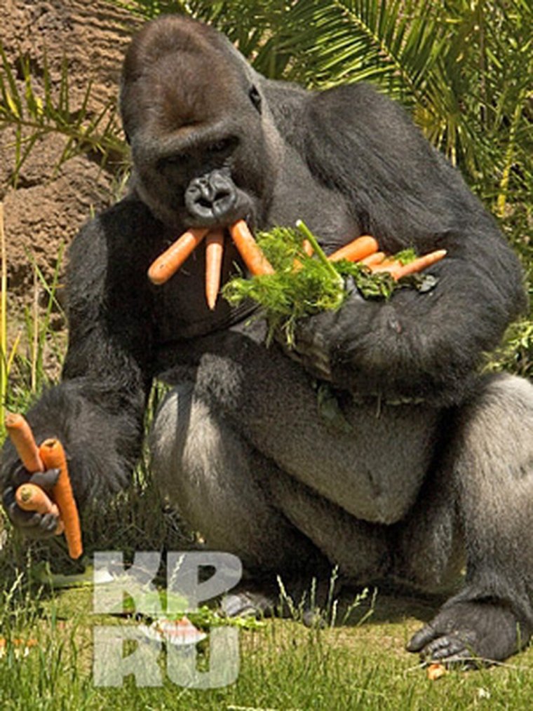 Горилла с цветком