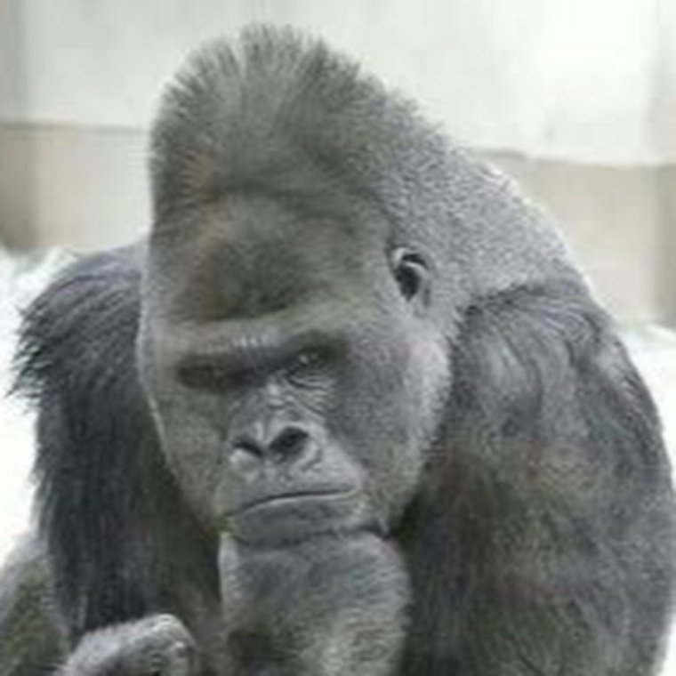 Прикольные гориллы