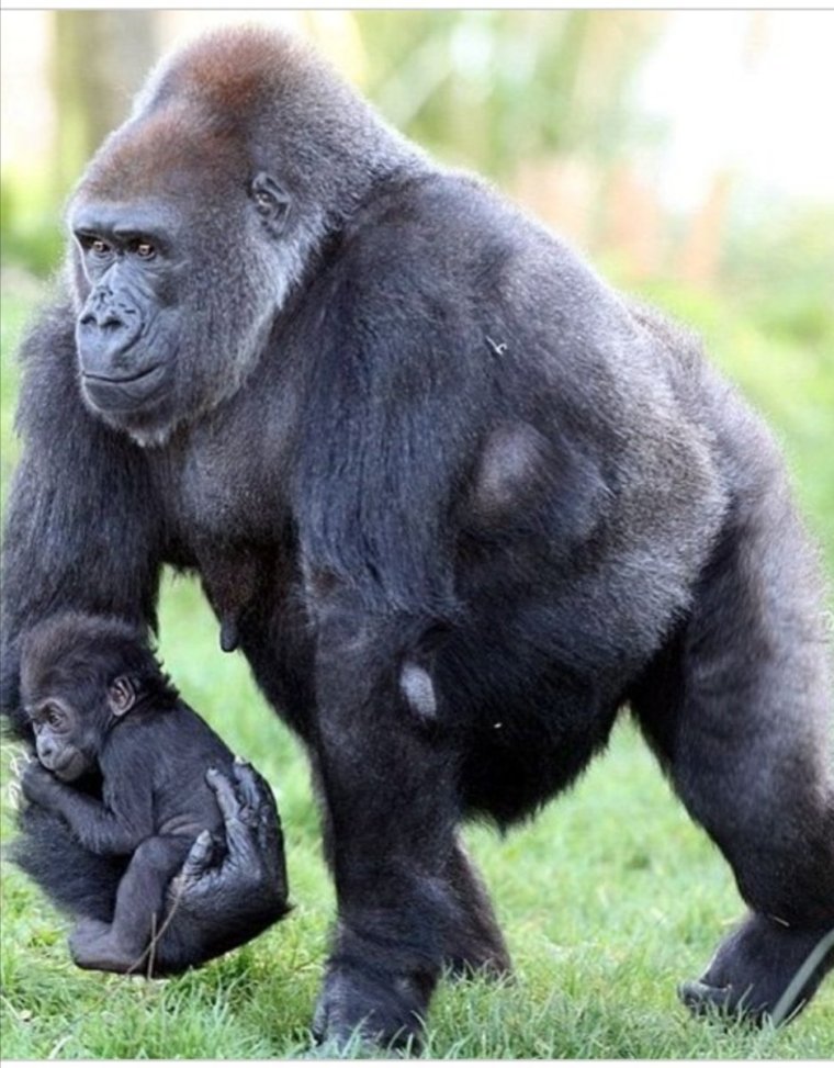 Горилла смешная