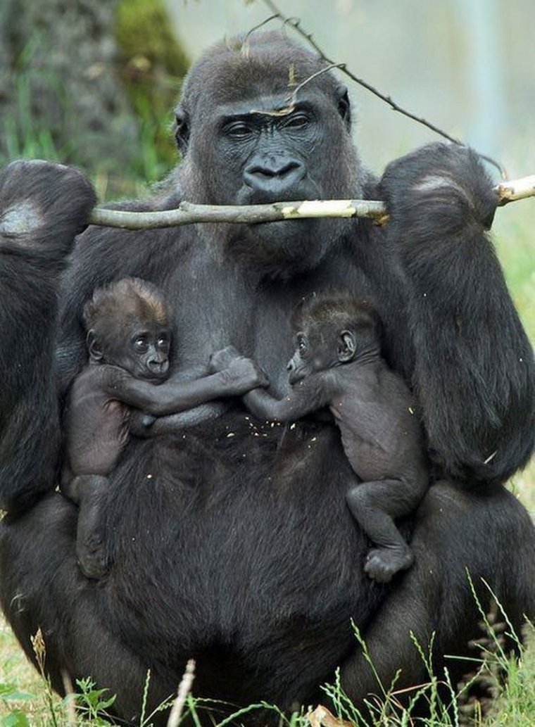 Шимпанзе с яйцами