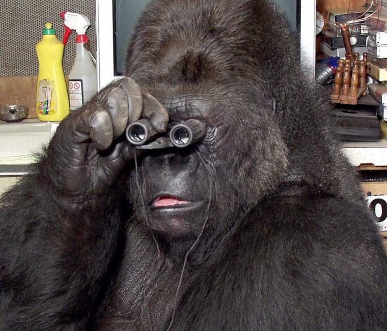 Самая умная горилла Коко