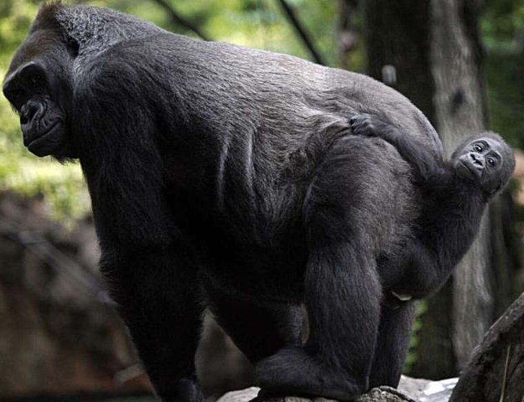 Прикольные гориллы