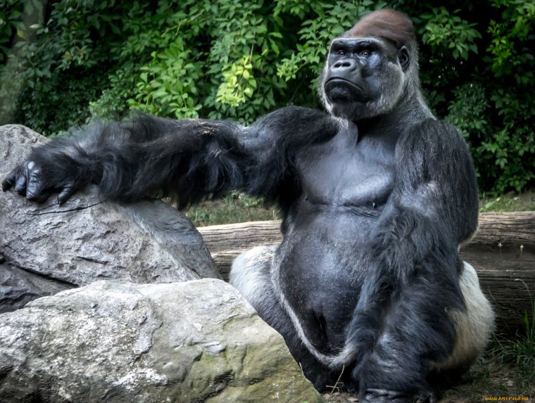 Обезьяна Кинг Конг