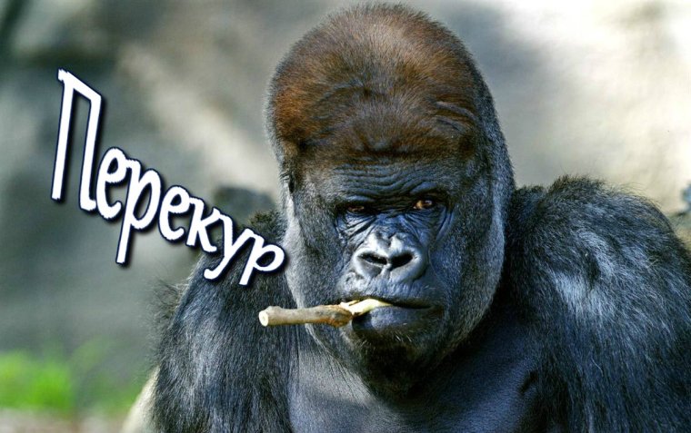 Горилла с сигарой