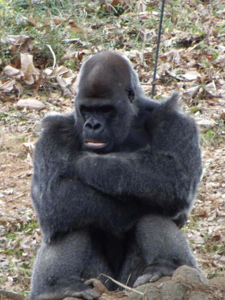 Горилла плачет