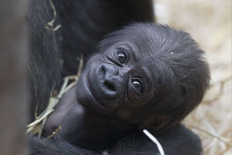 Маленькие гориллы