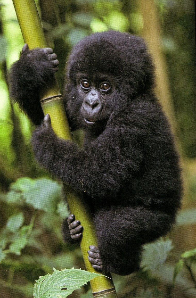 Горилла и маленькая обезьянка