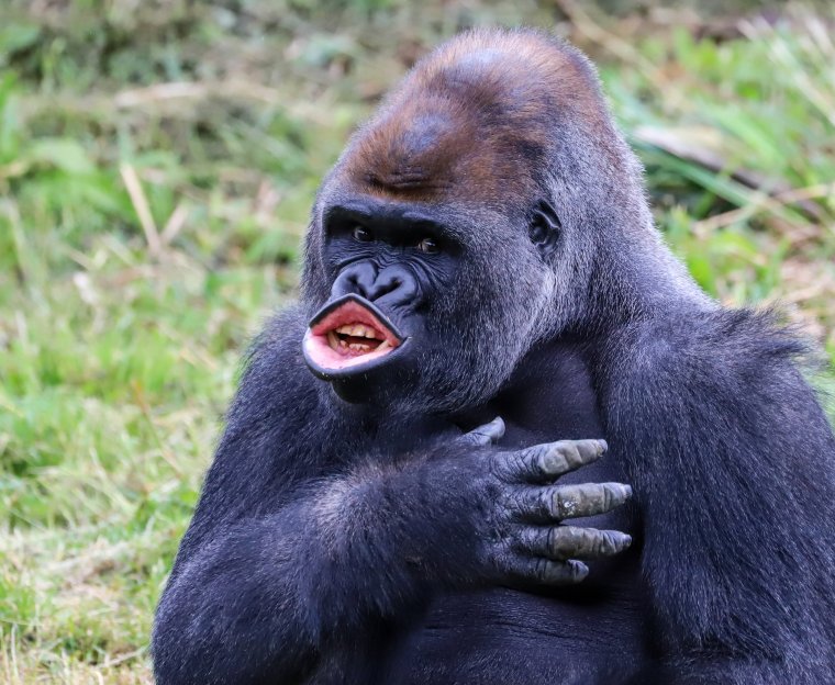 Горилла смешная