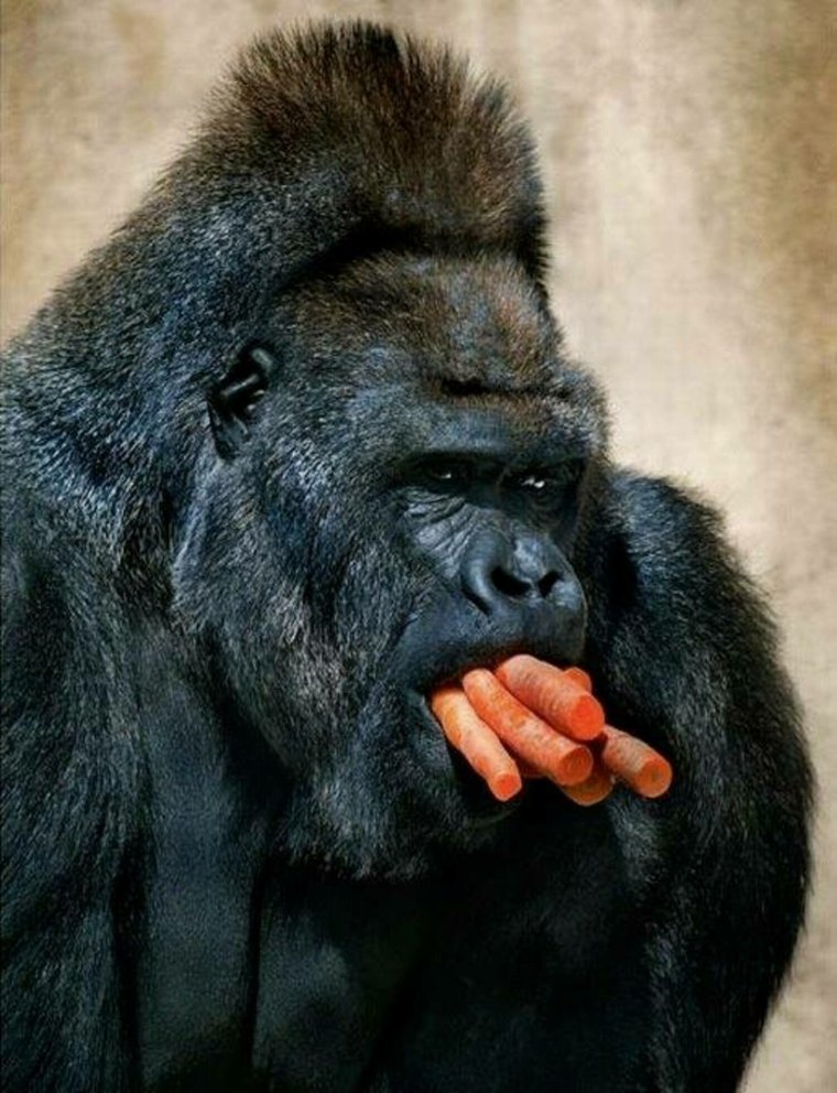 Горилла смешная