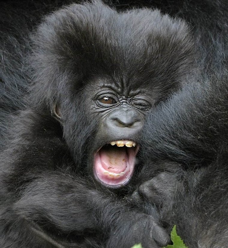Прикольные гориллы