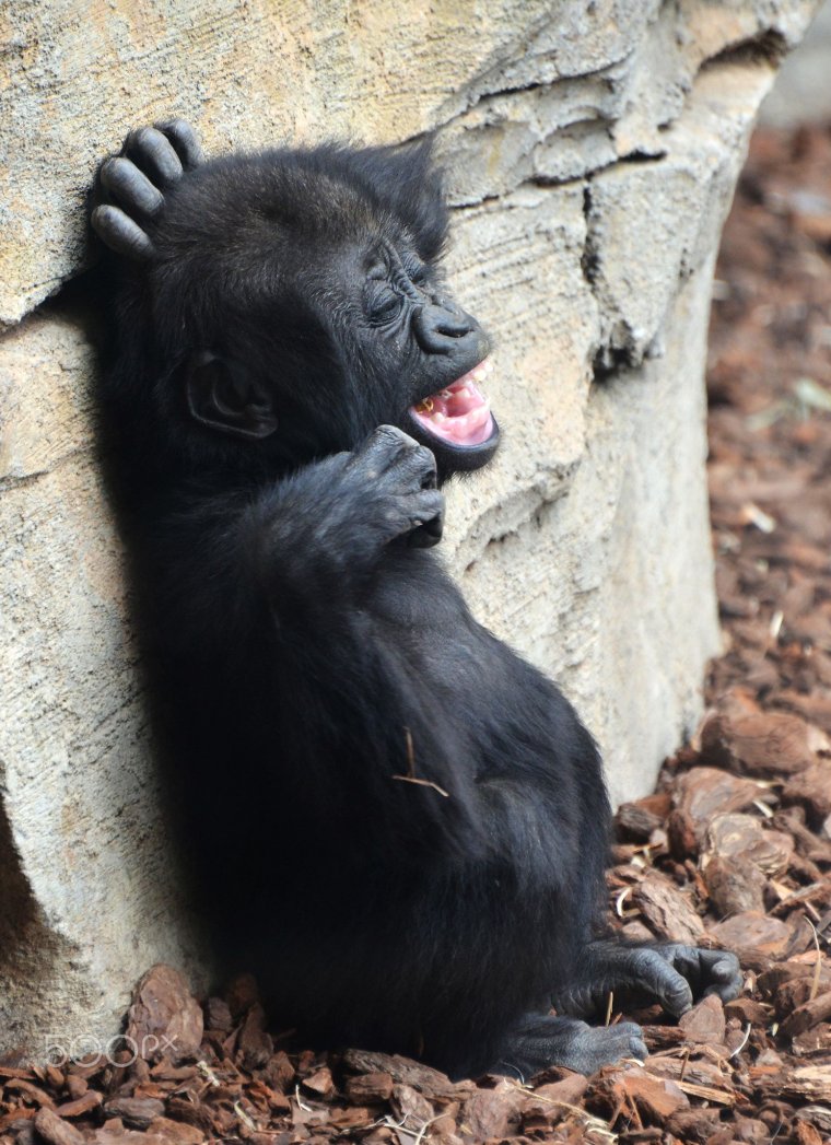 Смешные животные обезьяны