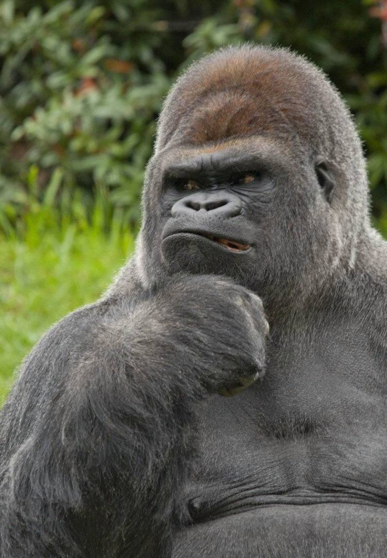 Задумчивая обезьяна