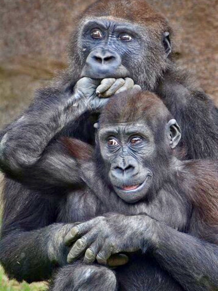 Смешная обезьяна зависть