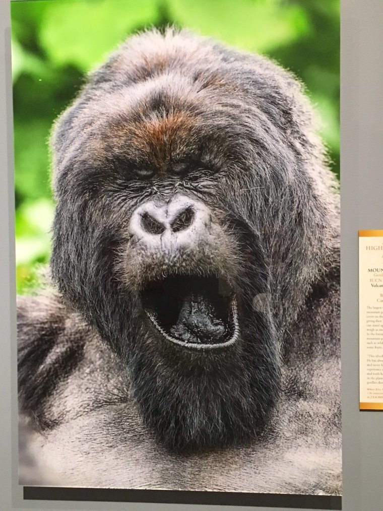 Горилла ухмылка