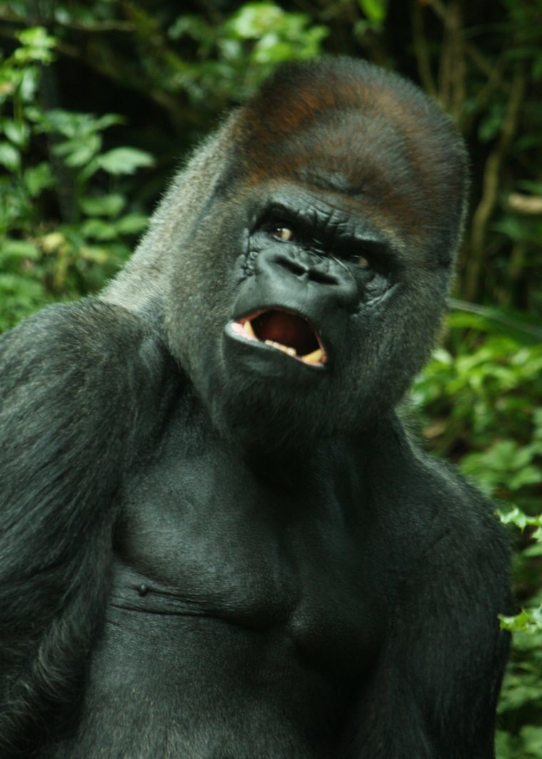 Монки горилла