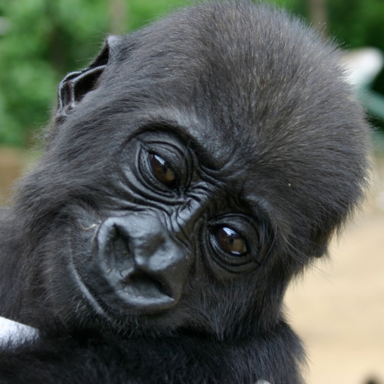 Горилла улыбается