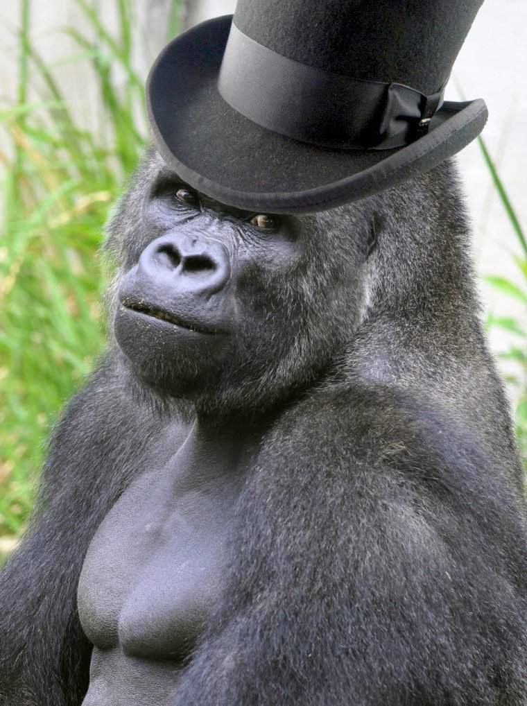 Милая горилла