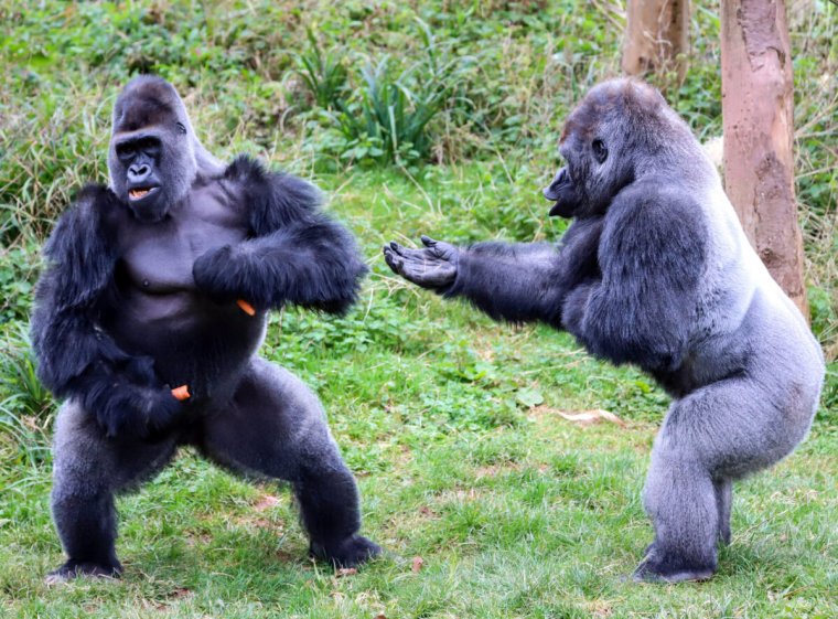 Горилла со спины