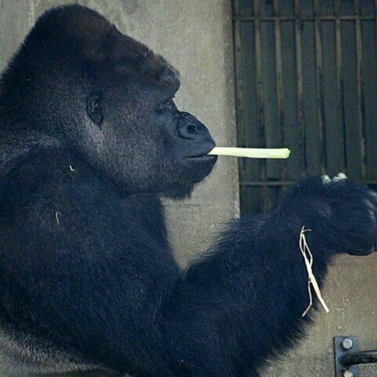 Горилла курит