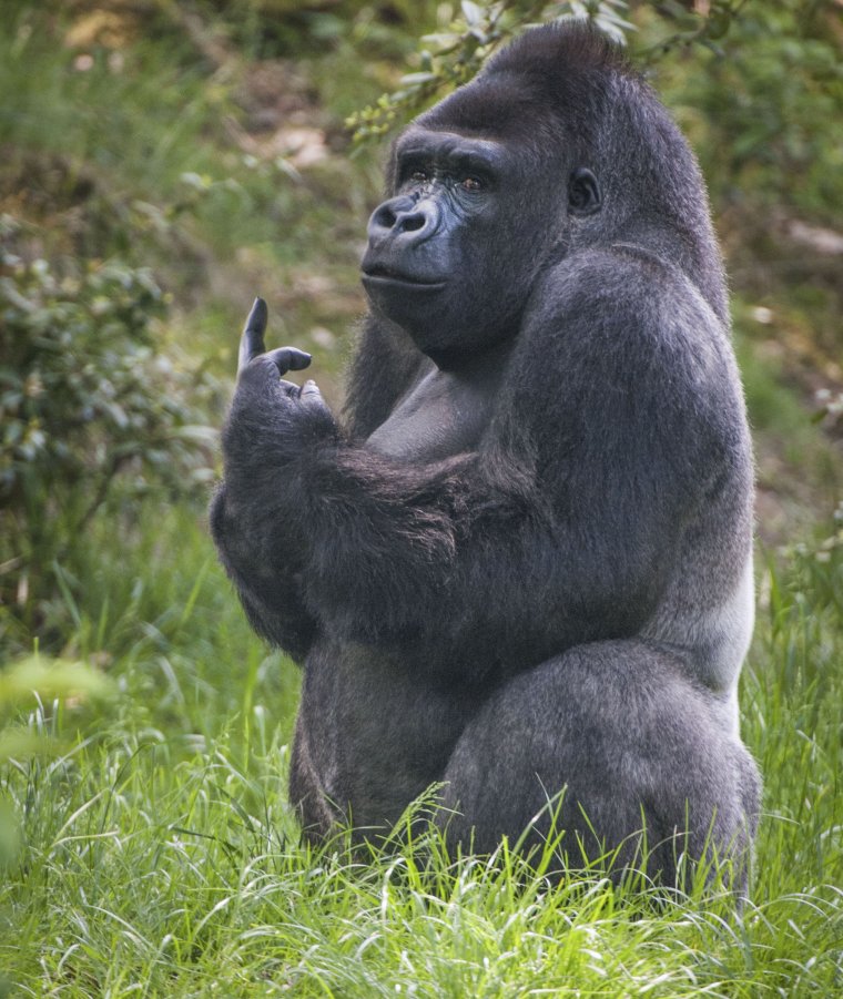 Средний палец животные