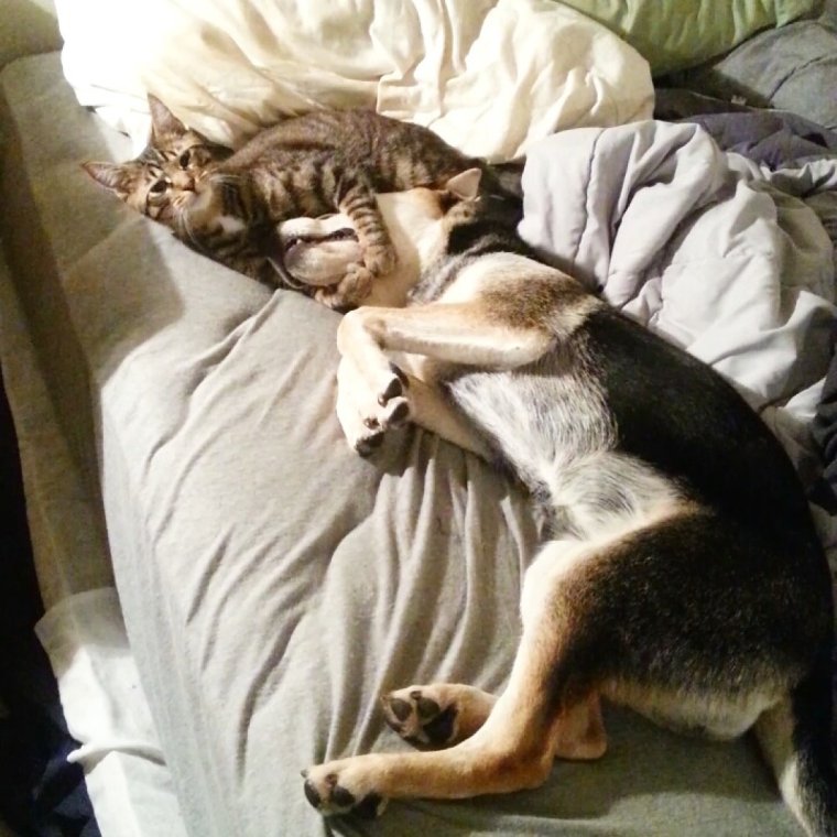 Смешные животные в четверг