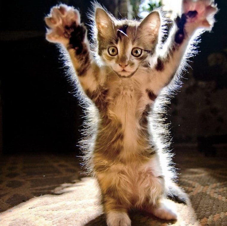 Кот с поднятой лапой