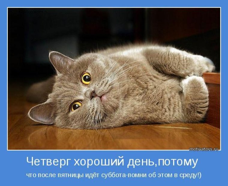 Четверг коты приколы