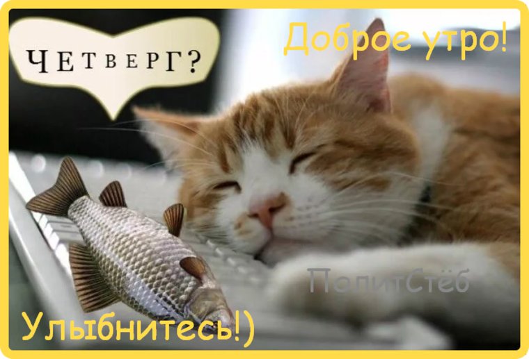 Кот с рыбой