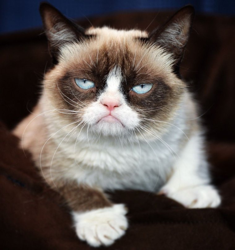 Злой кот Мем