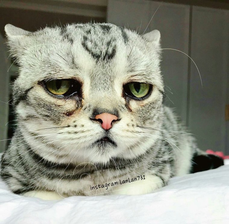 Луху самая грустная кошка в мире