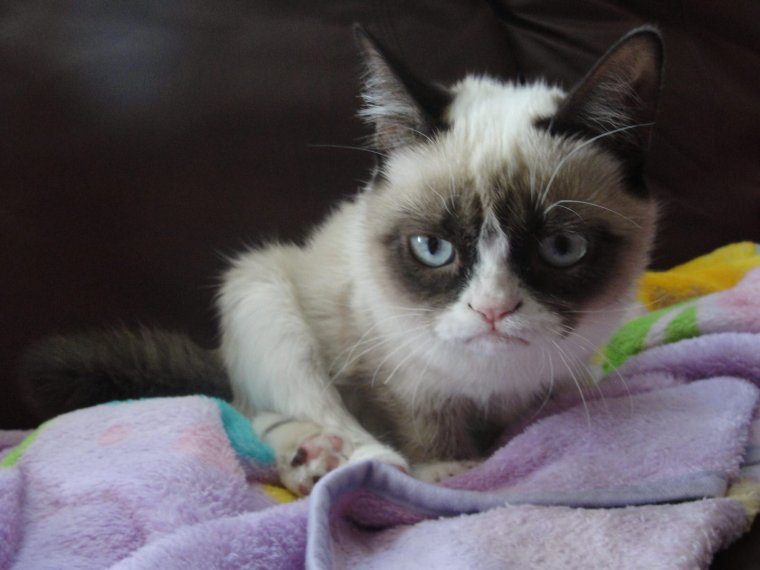 Недовольный кот Мем 2019