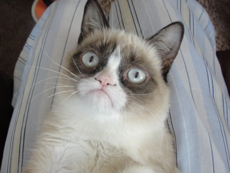 Мемы с грустным котом